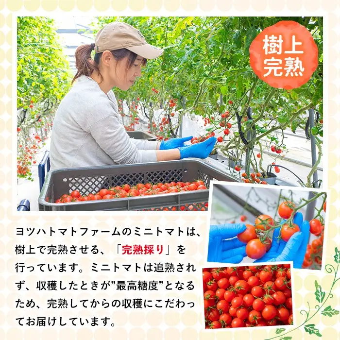 No.1198 428JAM(120g×3個・計360g) 国産 九州産 ジャム トマト トマトジャム 砂糖控えめ【ヨツハトマトファーム】