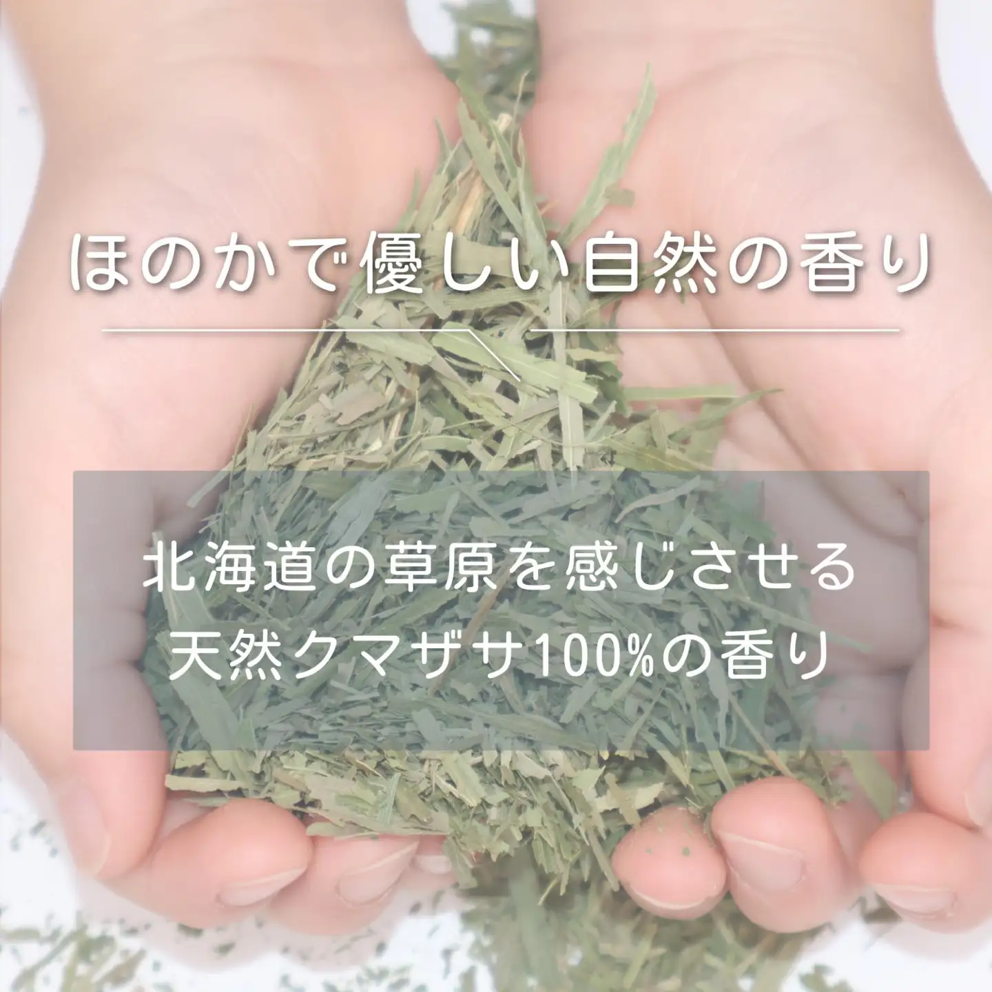 KUMAZASA HOT SPA - 森のささ湯（簡易包装　徳用20パック入）