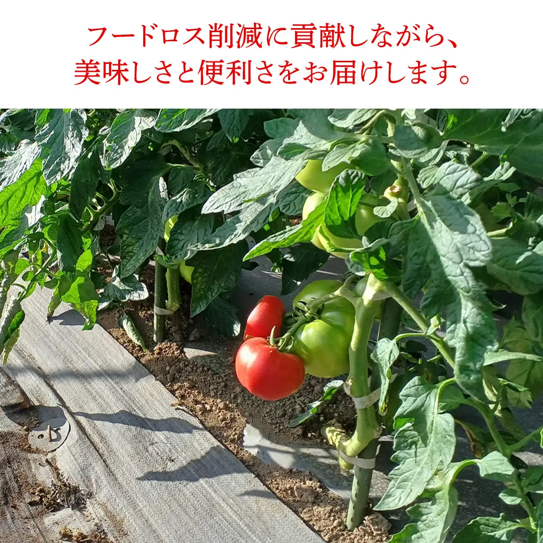 添加物不使用のトマトケチャップ 300g×2本 トマトジュース180ml×3本 詰合せセット 訳あり フードロス トマト トマトケチャップ ケチャップ トマトジュース ジュース 野菜 ギフト 詰合せ ギフトセット [AL013tu]