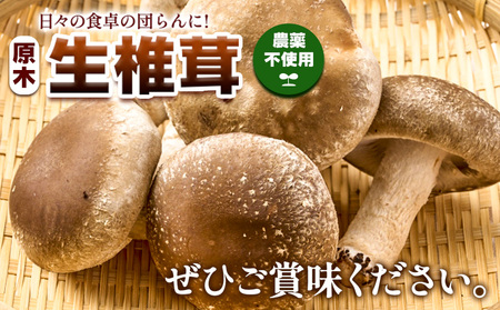 しいたけ 椎茸 生椎茸 1kg 荒木農産《11月上旬-12月中旬頃出荷》熊本 御船 原木椎茸 送料無料 st-p