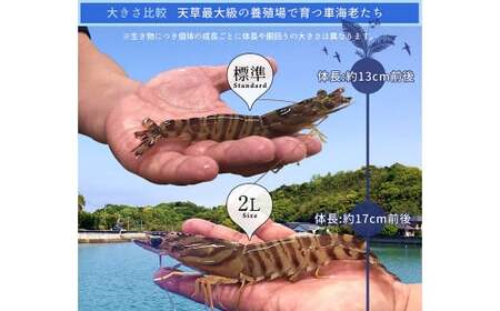 ＜ R8年熊本地震復興支援 ＞【配送指定日必須】天草産活車海老 600g 大（2L） 14～16尾 活き車海老 車海老 車エビ 活き海老 活きエビ えび 海老 エビ 新鮮 魚介 【発送期間2026年11月6日～2027年3月31日】