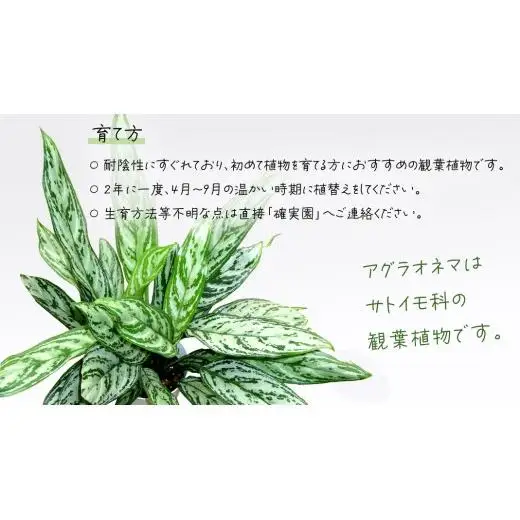 アグラオネマ シルバークイーン 5号ポット 1点 家庭 で 園芸 鉢植え 苗 庭木 果樹 ガーデニング 植物 確実園 観葉植物 インテリア 植木鉢