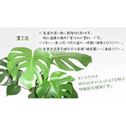 モンステラ 5号ポット 1点