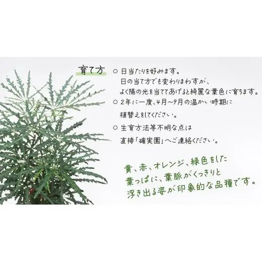 アラレア グリーンエレガンス 5号ポット 1点