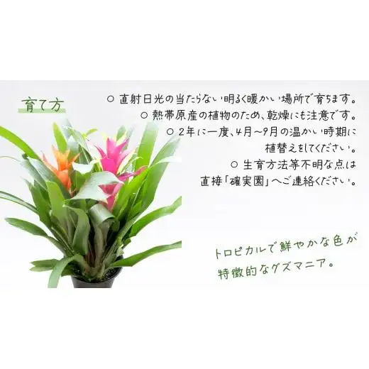 グズマニア 5号ポット 1点