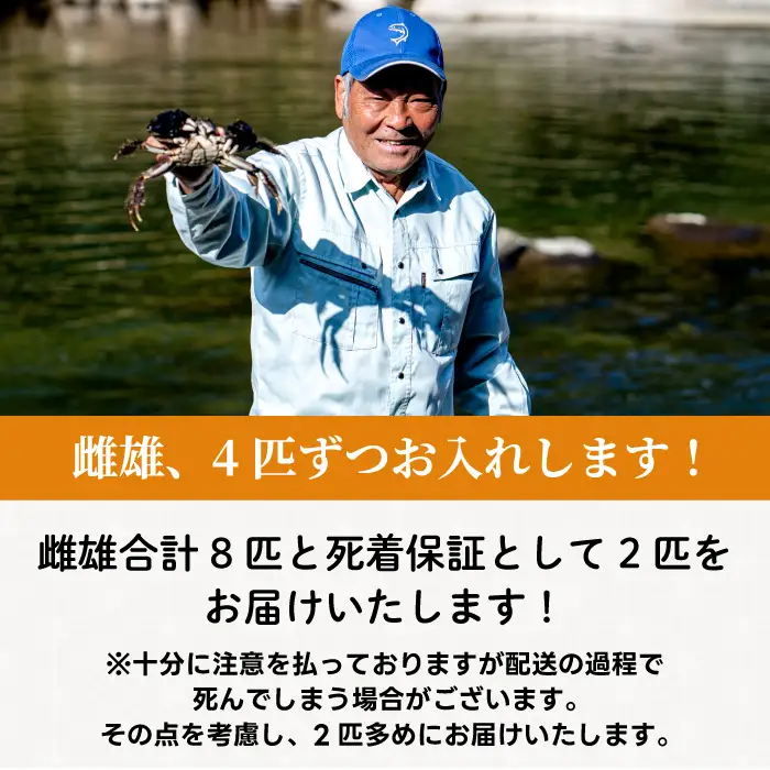 【数量限定】広島県産 天然 活モクズガニ8匹＋2匹 2026年12月頃発送予定 天然 国産  藻屑蟹 川蟹 川ガニ 上海蟹  唐揚げ 味噌汁 蒸し 茹で ボイル レシピ付き 117022