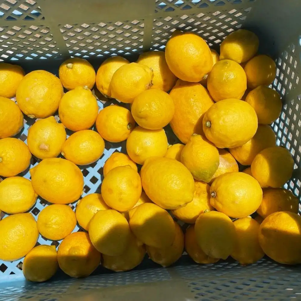 【先行予約】自然栽培レモン 1.5kg 〈2026年9月1日〜2027年4月30日発送〉レモン 檸檬 れもん 1.5キロ 柑橘類 フルーツ 果物 くだもの レモネード 塩レモン はちみつレモン レモンスカッシュ【有限会社四万十くじら】