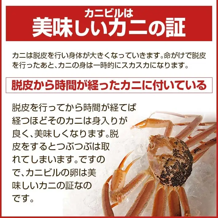 生・本ズワイガニ 1匹 800g程度 遊佐沖 10月中旬～12月下旬頃お届け 冷蔵便 ※着日指定・離島（沖縄県を含む）発送不可 2人前 3人前 東北 山形県 庄内地方 日本海 カニ 蟹 かに 海産物 シーフード 海鮮 新鮮 鮮魚 まるごと 生食 刺身 ボイル 焼き 期間限定 [855]