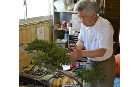 【限定一点】糸魚川真柏 商品番号5 山採り木 現品限り 盆栽 貴重な糸魚川真柏【新潟県糸魚川市】