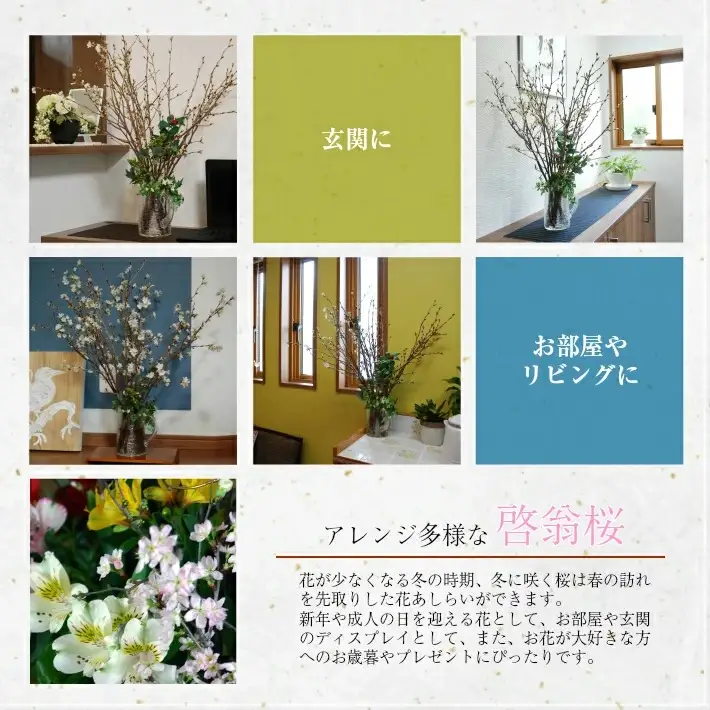 啓翁桜 約100cm×10本（12月下旬発送）※着日指定不可 東北 山形県 遊佐町 庄内地方 桜 木 植物 枝 切り花 花束 お花 室内 リビング 玄関 アレンジにも お正月飾り 冬 春 新春 迎春 新年 成人の日 成人式 卒業 卒園 退職 ピンク [292M12c]