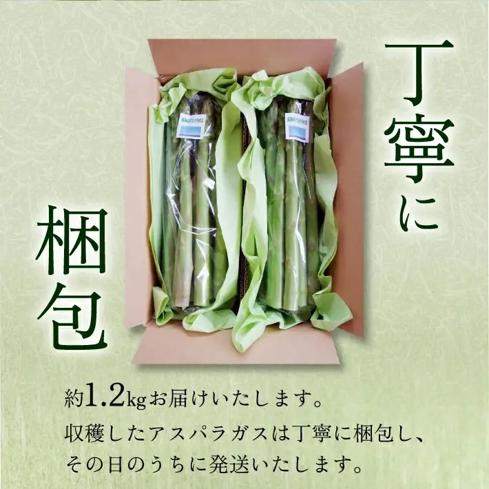 鳥海山アスパラガス 1.2kg 2026年3月下旬～8月下旬頃お届け 山形県遊佐町産 冷蔵便 ※離島発送・着日指定不可 野菜 アスパラ グリーンアスパラガス 農家直送 産地直送 山形県 遊佐町 庄内 春 夏 [1591]