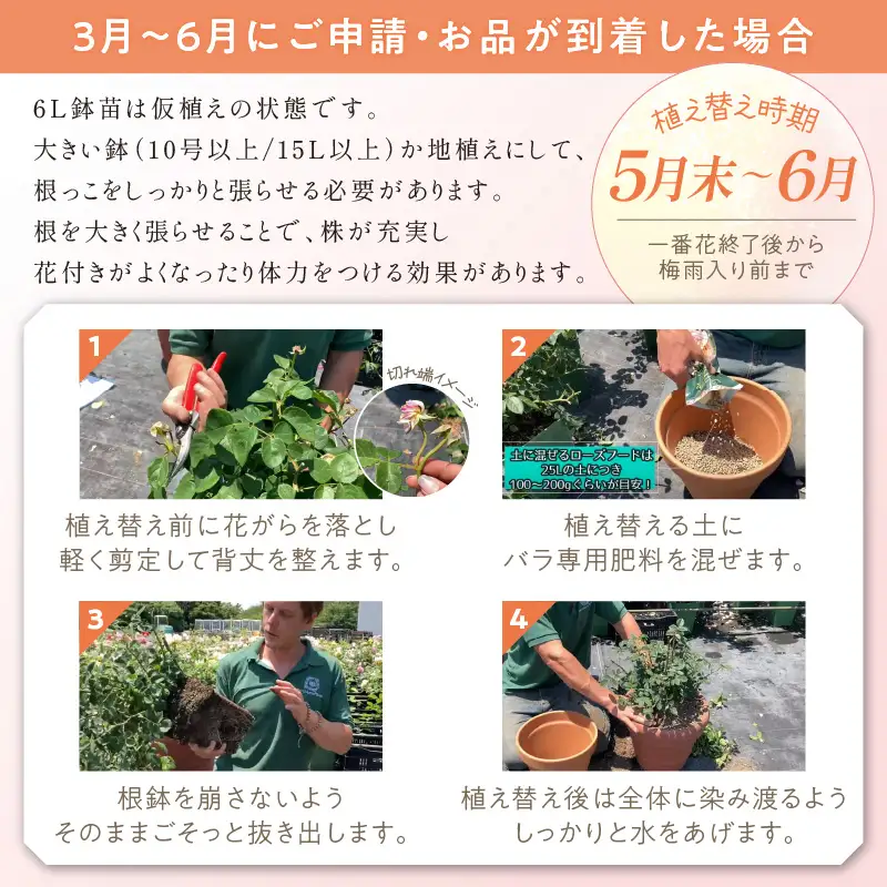 【イングリッシュローズ】デビッド・オースチン クレア・オースチン 6L鉢苗（バラ専用肥料付）【025D-017】