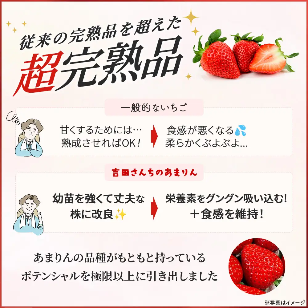 ＜先行予約＞吉田さんちの完熟苺「あまりん」　500g　【11218-0846】