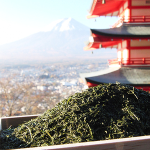 ふじやま茶セット お茶 煎茶 緑茶 茶葉 やぶきた種 深蒸し製法 スタンドパック まろやか 