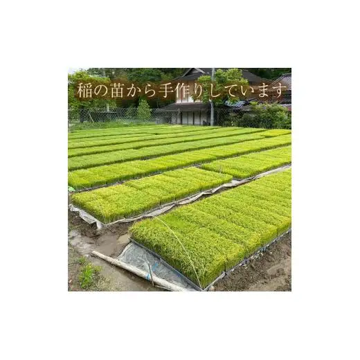 【兵庫県佐用町産】さよひめ営農のお米 10kg キヌムスメ/玄米