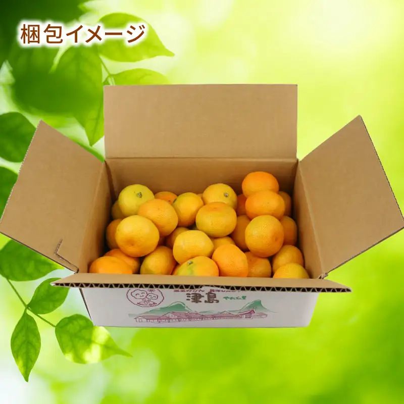 訳あり温室みかん 2kg ハマみかん 温室 B010-075012