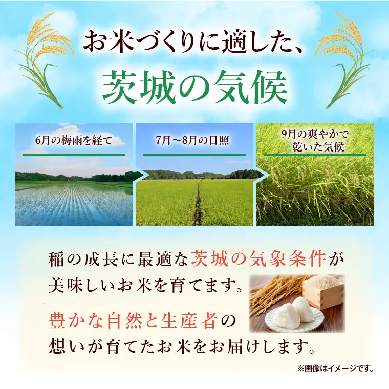 令和7年産 茨城県産 コシヒカリ5kg【お米 米 コメ こめ こしひかり精米 北茨城市 茨城県】(AL253)