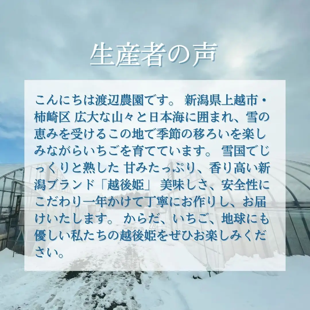 越後姫シャーベット6個 アイス イチゴ 苺 デザート おやつ 上越市 新潟 渡辺農園