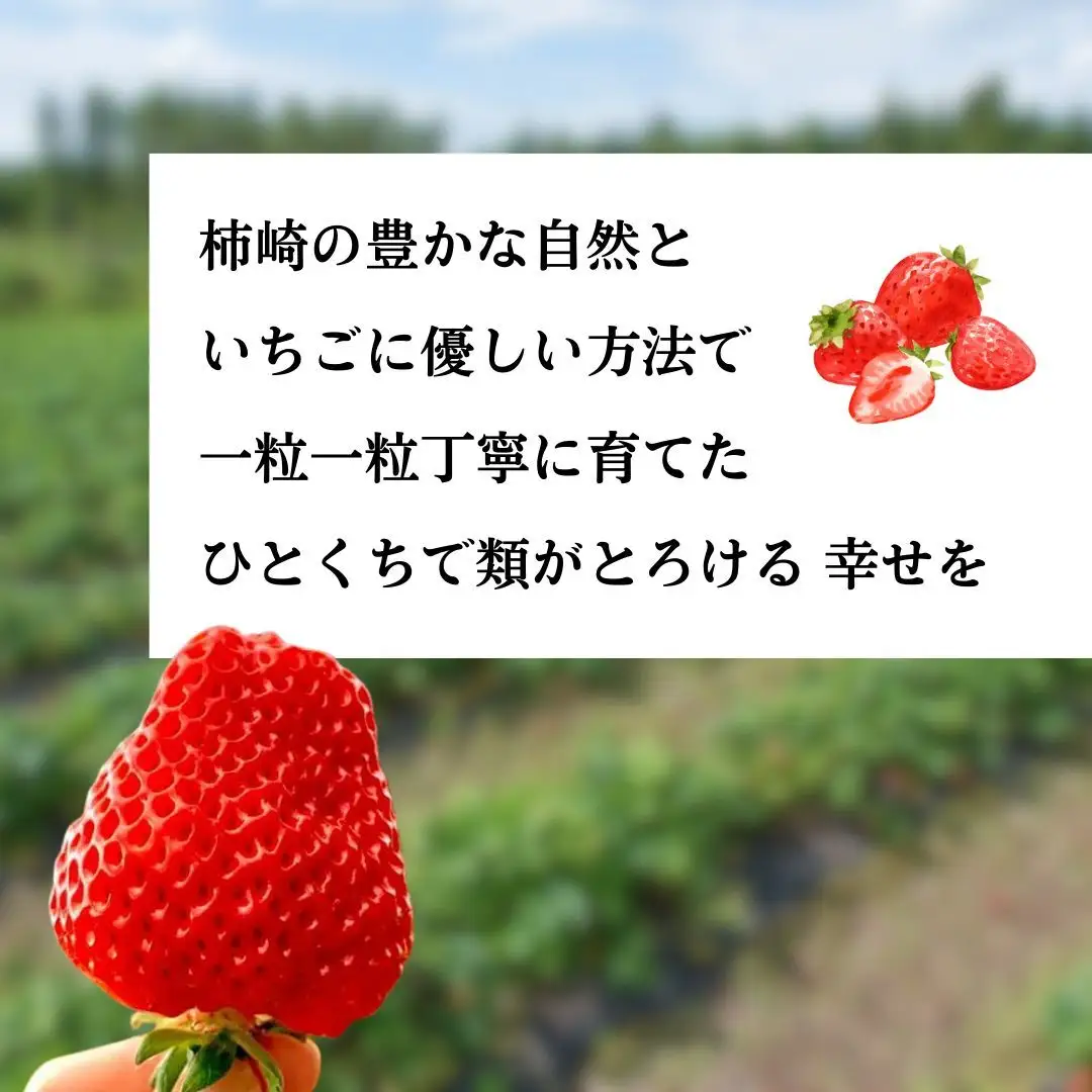 越後姫 苺 アイスセット シャーベット3個 チーズケーキ3個 苺