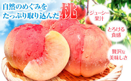 【先行予約】桃 白鳳 紀の川市産 約1kg(3玉入り)  紀農人株式会社《2027年6月下旬-7月下旬頃出荷》和歌山県 紀の川市 果物 フルーツ 桃 もも モモ 旬
