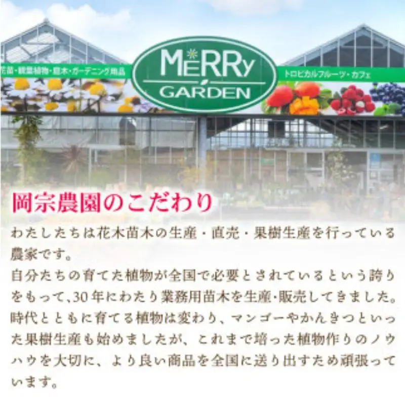 【令和9年6月上旬頃より発送】先行予約 お試しパック 生ライチ 国産