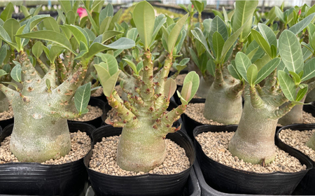 アデニウム アラビカム ＆ アガベ sp. ピロン クバ 各1株 Adenium arabicum ＆ Agave sp pilon kuba 長与町/アグリューム[EAI208] 