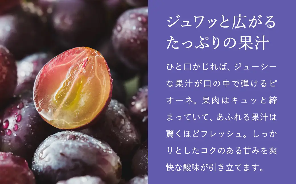 【2026年先行予約】数量限定 訳あり 豊岡ぶどう「ピオーネ」 約300g×2パック ／ ぴおーね ブドウ 葡萄 訳ありぶどう 大粒 強い甘み 爽やかな酸味 新鮮 果物 産地直送 くだもの フルーツ 上品 香り
