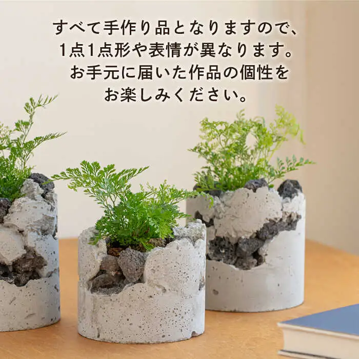 TERAYAMA ZOEN オリジナルコンクリートポット（植物付き） 糸島市 / NIWAMO 鉢 観葉植物 [AIO001]