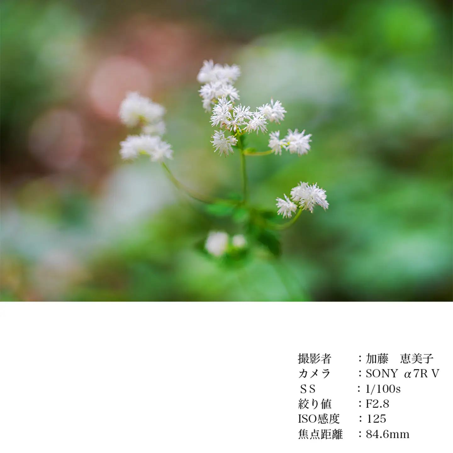 SIGMA 28-105mm F2.8 DG DN | Art【Lマウント】（数量限定）