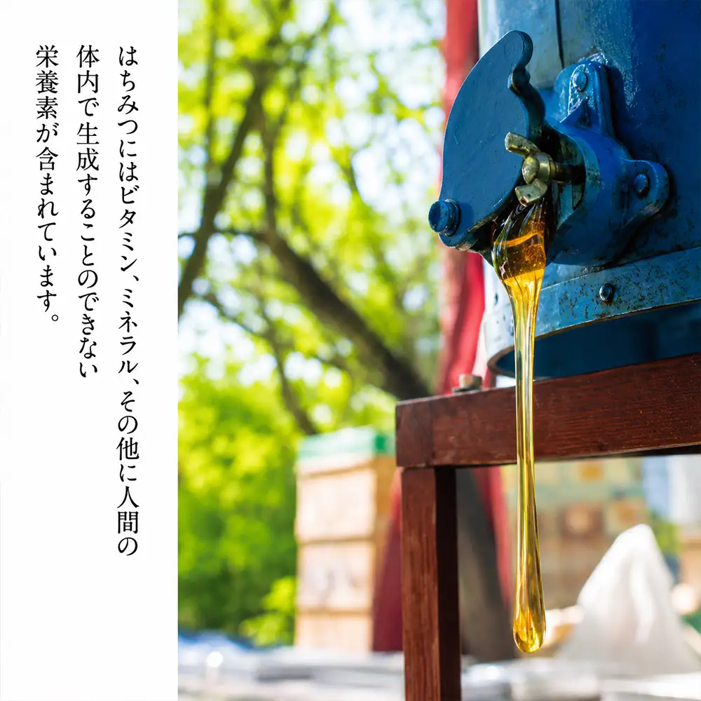 国産 非加熱はちみつ そば（60g×2本）｜ 純粋 天然 稀少 長期保存 「大西養蜂場」
