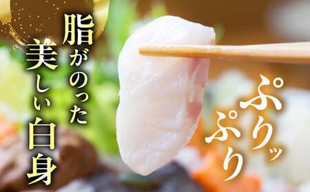 【全4回発送月固定定期便】対馬産 天然 クエ鍋セット 鍋 水炊き 海鮮 [WAB014] くえ クエ鍋