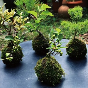 SL0240　【12回定期便】苔玉と和BONSAIの定期便「苔ボン12」