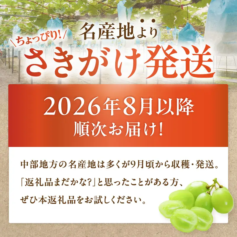 【 2026年 先行予約 】【 桜島 産 】 シャインマスカット 3房 K260-001_03