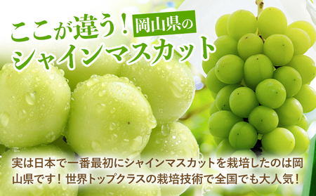 定期便 シャインマスカット 約1.3kg×2回 シャインマスカット