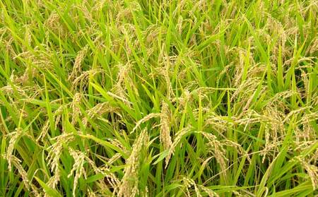 【令和7年産】季長米 2kg 【2026年10月下旬までに発送予定】