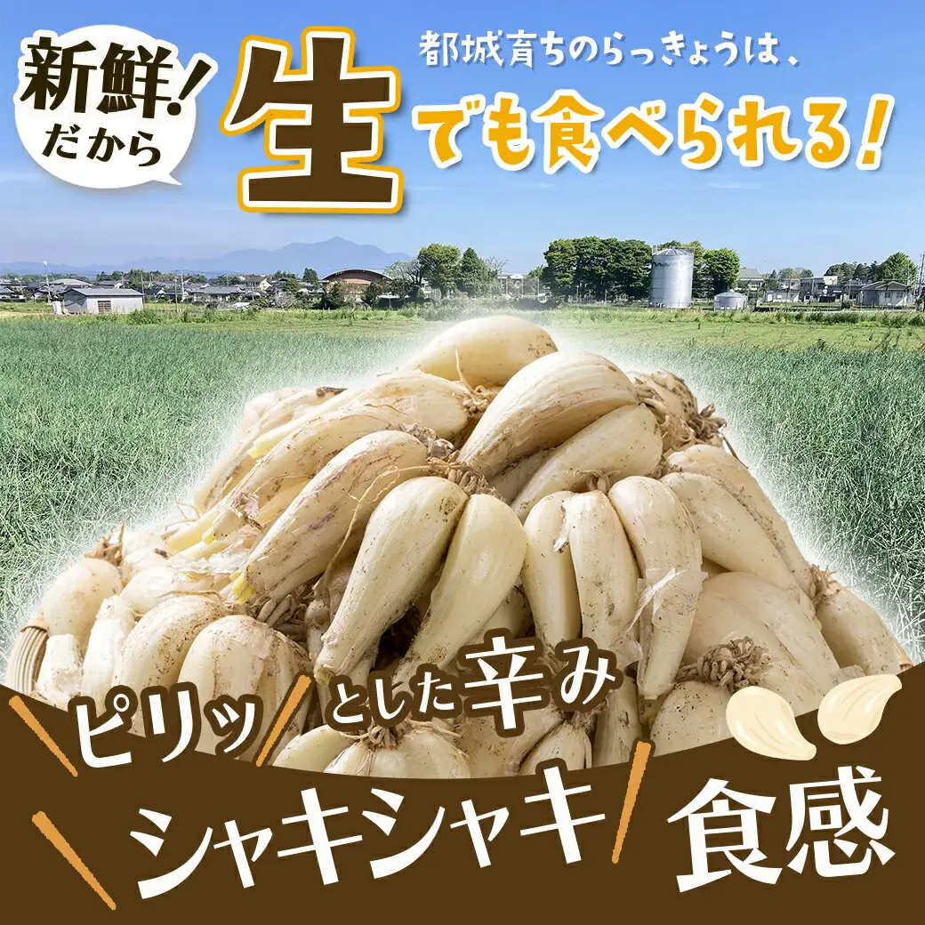 【先行受付!】根付き土付き生らっきょう5kg≪2027年5月中旬以降順次お届け≫〔13-L7-001-5kg〕