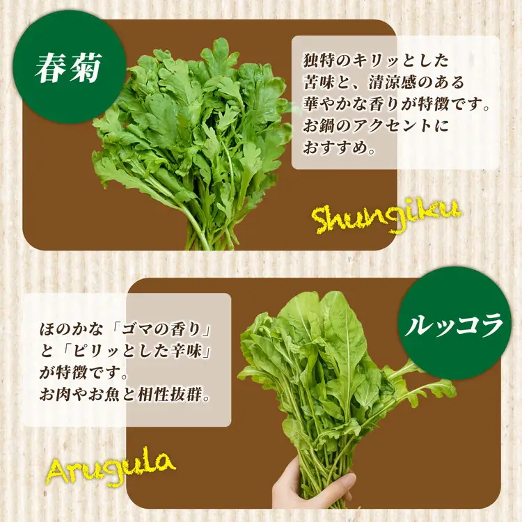 旬の葉物野菜おまかせセット 小島農園 野菜