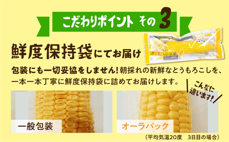 《先行予約》白い極甘とうもろこし 8本 朝採り とうもろこし