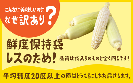 《先行予約》白い極甘とうもろこし 10～12本 朝採り とうもろこし