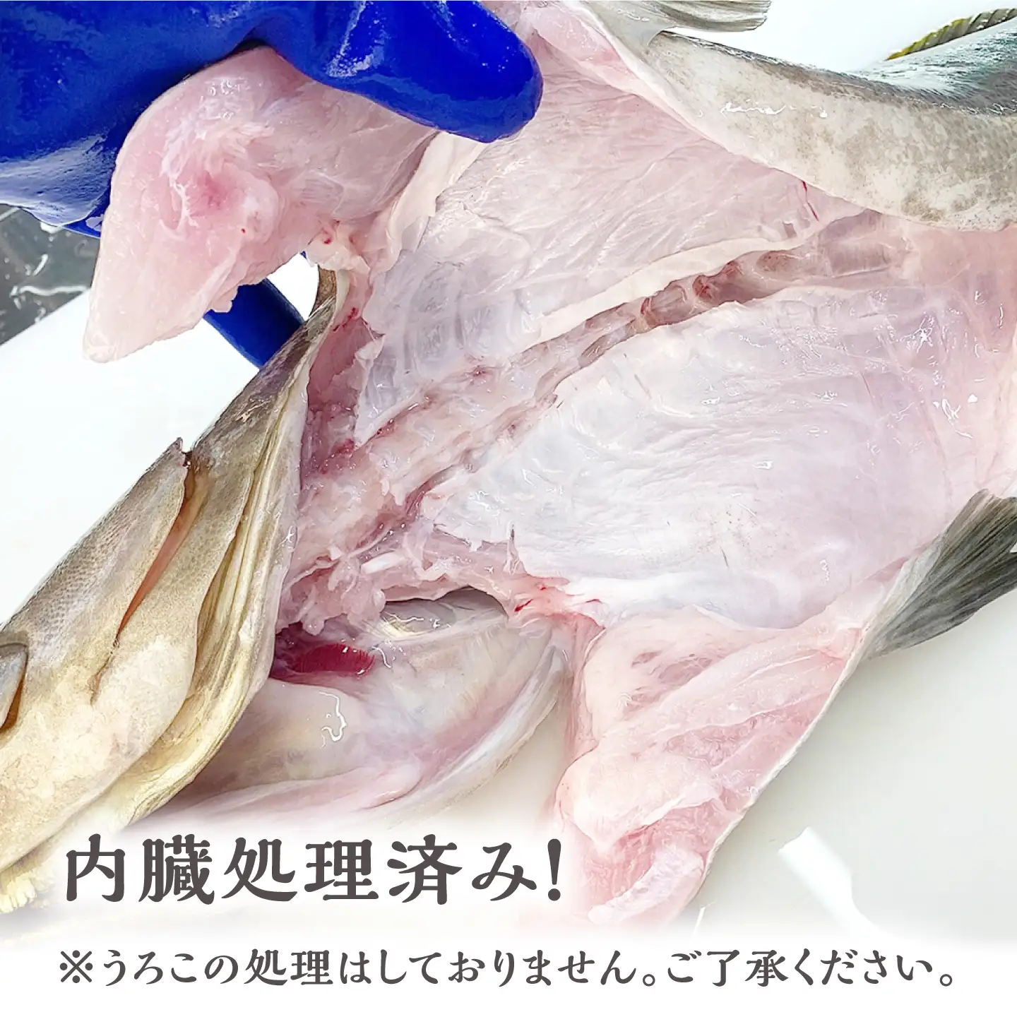 【1週間以内発送】対馬産クエ 丸ごと1匹 2.3kg以上！[WCN005]直送 新鮮 マルモン 鍋 くえ アラ  スピード発送 最速発送 最短発送
