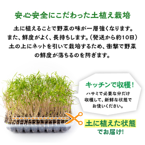 マイクロ野菜 品種が選べる 4点セット 多治見市 / 諏訪農林[TDO005]