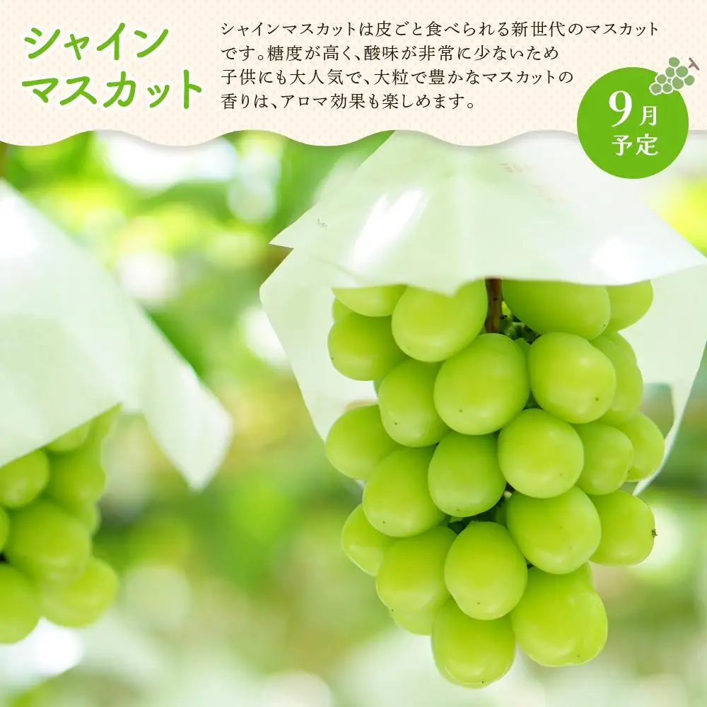 【定期便全3回】夏のいいとこどり定期便（7・8・9月） | フルーツ