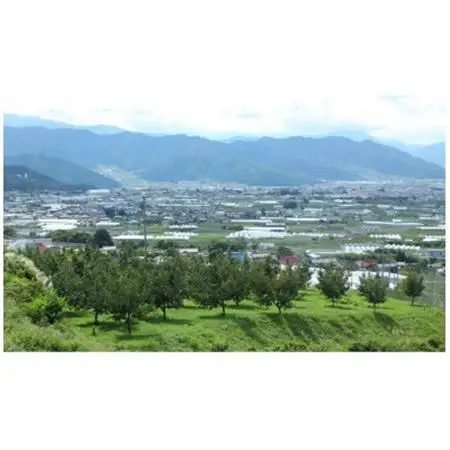 【2027年発送】産地直送　信州中野産　さくらんぼ　紅秀峰　約800g(約200g×4パック)【配送不可地域：離島】【1582372】