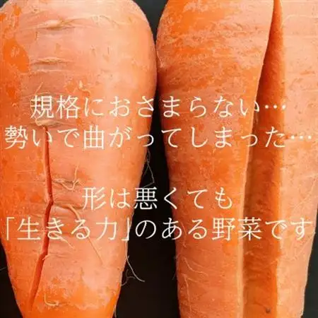 【フードロス対応・規格外】有機ニンジン  訳あり   冬季限定(12～3月発送)【配送不可地域：離島・北海道・沖縄県】【1568583】