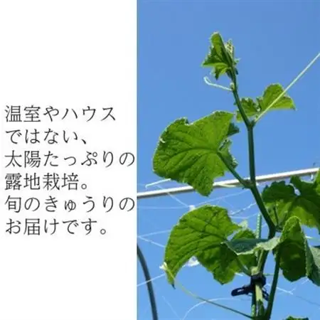 【フードロス対応・規格外】有機キュウリ　接ぎ木ではない昔ながらの自根きゅうり  夏季(6～8月)発送【配送不可地域：離島・北海道・沖縄県・四国・九州】【1568586】