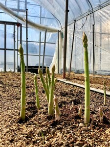 【朝採新鮮】春アスパラガス1.0kg（Lサイズ以上）【2027年2月～4月末発送】 CC03
