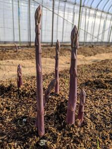 【朝採新鮮】紫アスパラガス1.0kg（Lサイズ以上）【2027年2月～4月末発送】 CC04