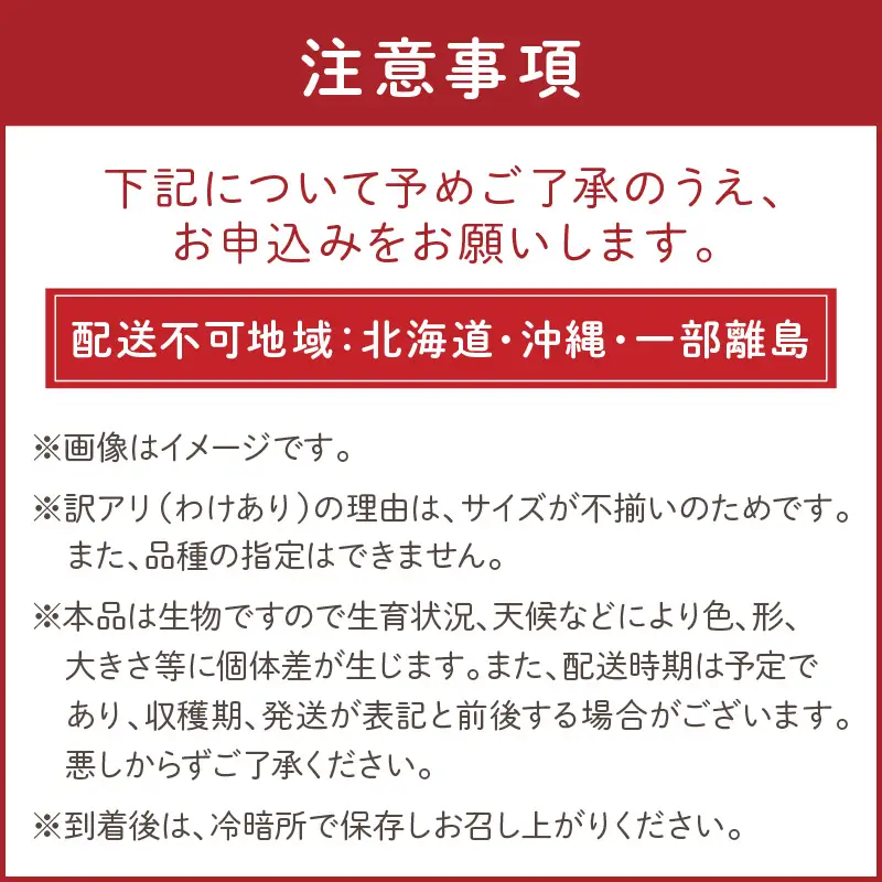 【トマト】訳あり秋冬ミニトマト 1.5kg