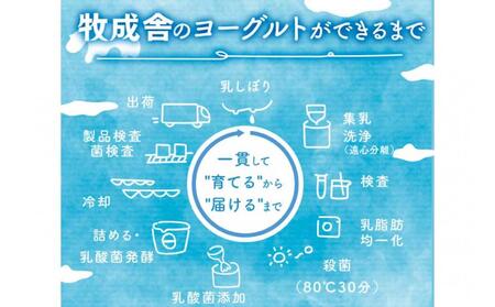 ＜牧成舎＞ 牛乳屋さんのご当地 ヨーグルト 12個（加糖タイプ）| ヨーグルト DF037