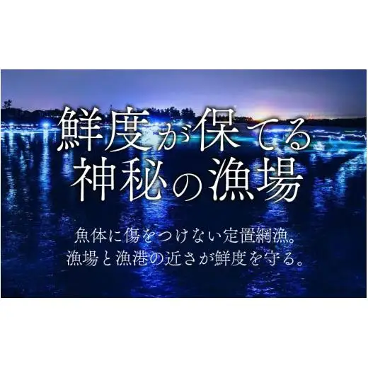 富山湾 ほたるいか 刺身・しゃぶしゃぶ用 ポン酢付